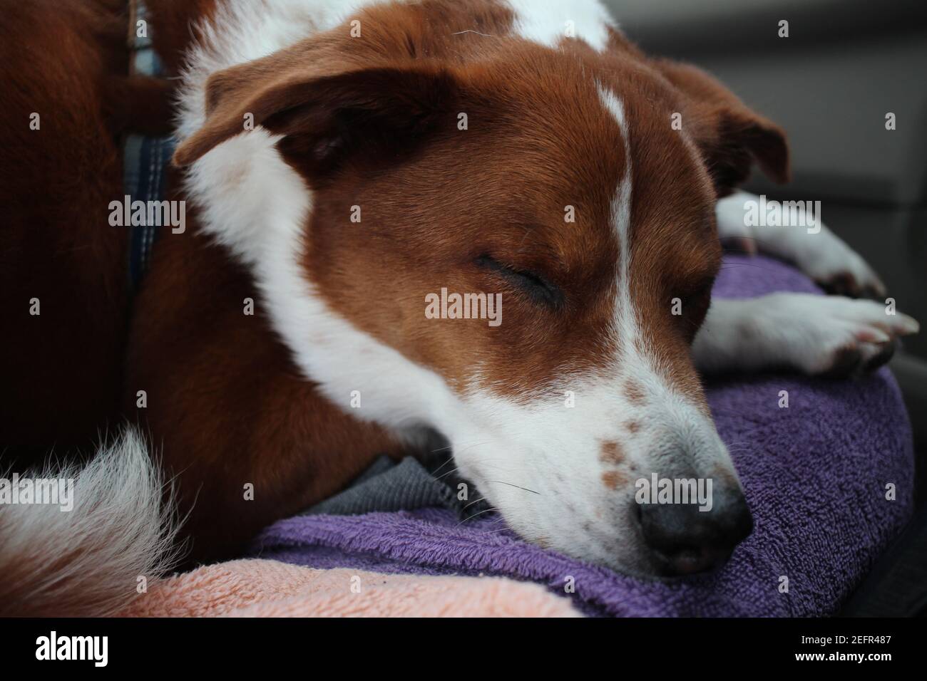 sleeping dog Stock Photo