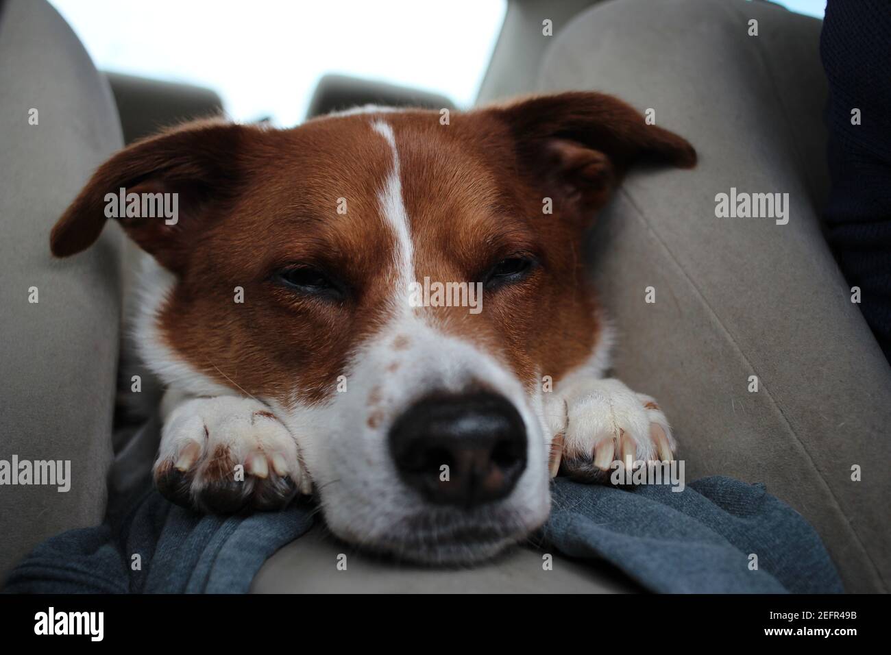 sleeping dog Stock Photo