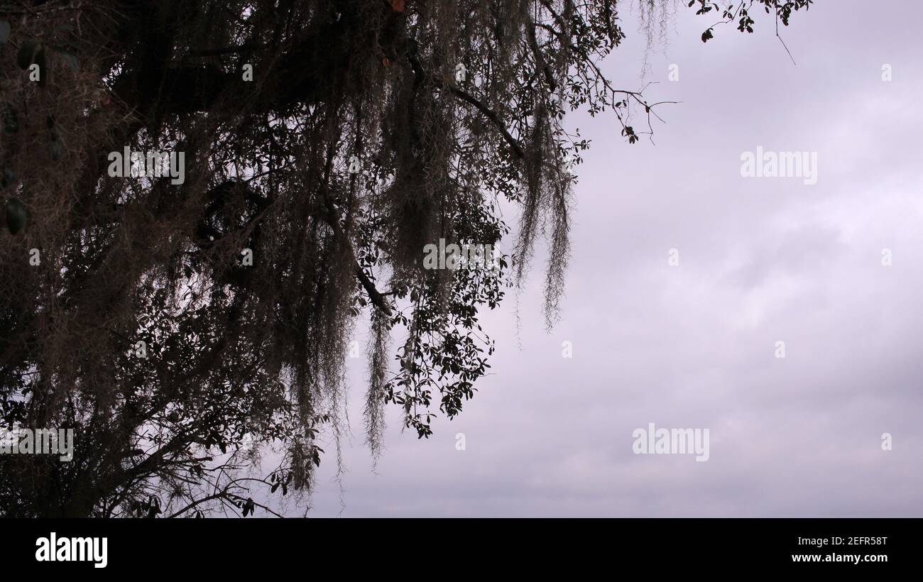 Spanish moss silhouette hi-res stock photography and images - Alamy