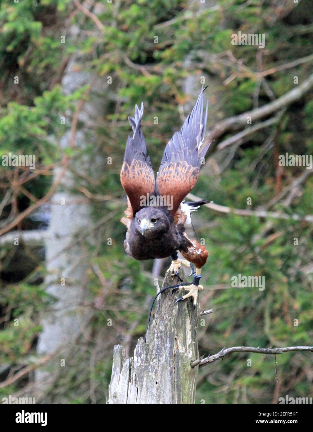 Harris's hawk in the UK Stock Photo