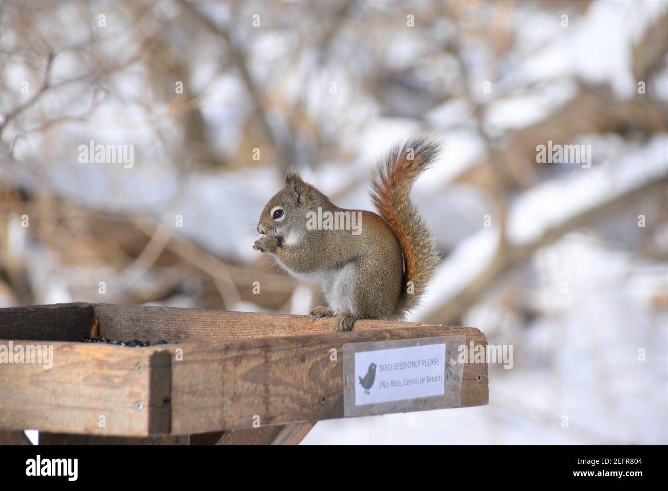 A squirrel out for a morning seed snack Stock Photo