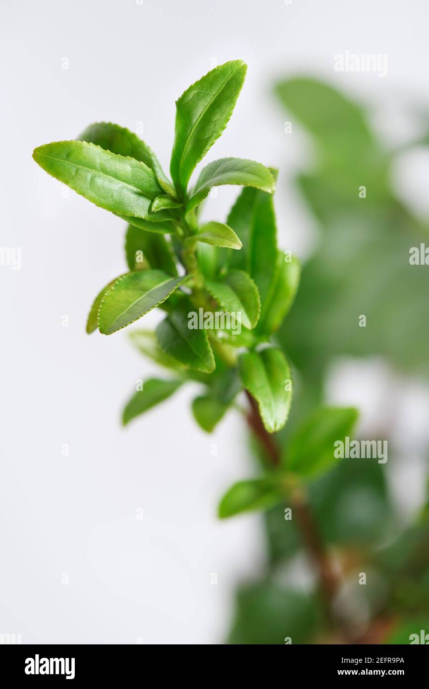 Young small green leaves of a tea plant, Camellia sinensis, closeup. Leaves of a tea plant are used for producing multiple varieties of tea, matcha, w Stock Photo