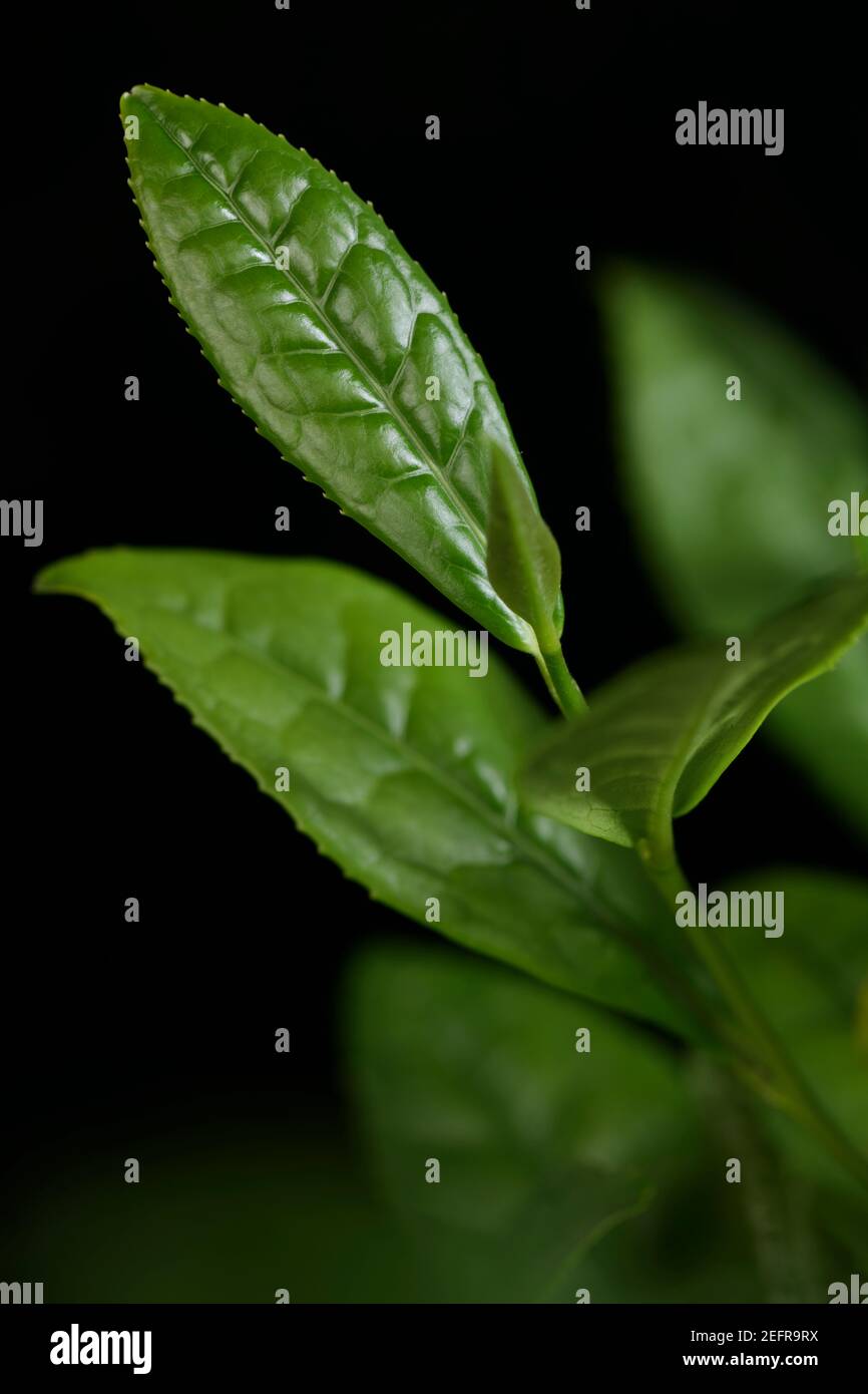 Closeup of Camellia sinensis, young green leaves of a Tea plant. Used in production of multiple varieties of tea, matcha, white, green, oolong, black. Stock Photo
