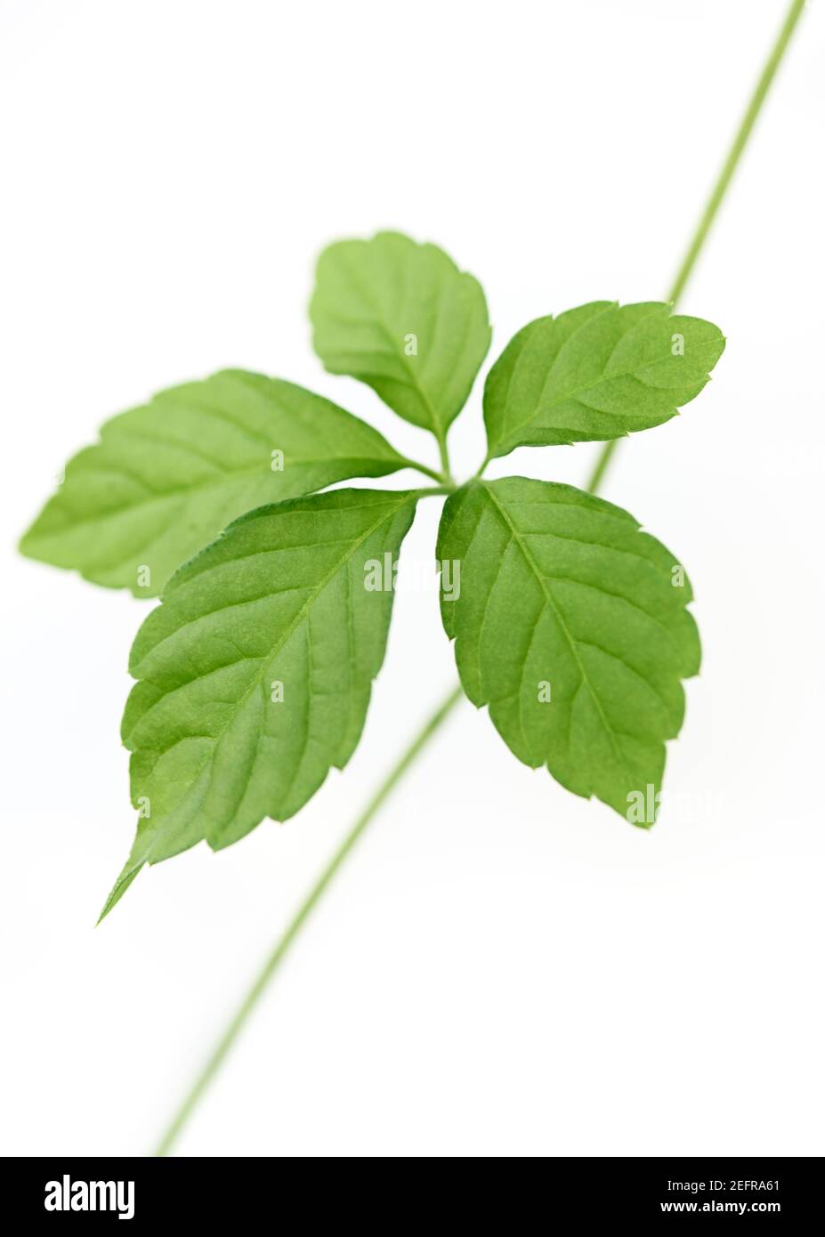 Jiaogulan, Gynostemma pentaphyllum, Jiao Gu Lan, closeup green plant leaves isolated on white studio background. Jiaogulan is used as a herb and in te Stock Photo