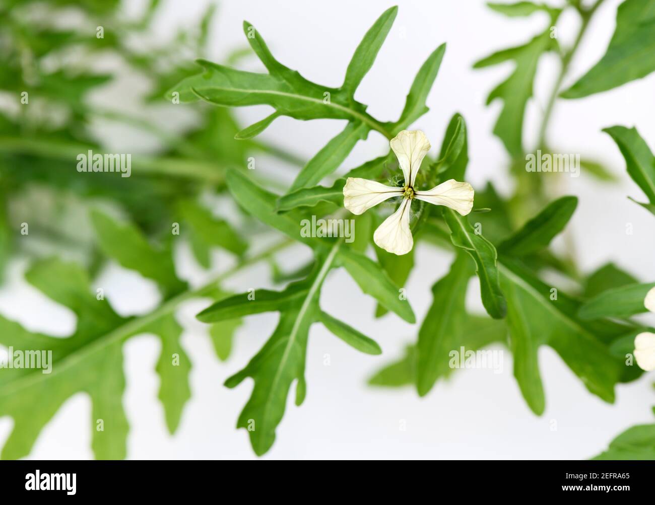 Arugula, Eruca vesicaria, Rocket, closeup of plant leaves and flower Stock Photo