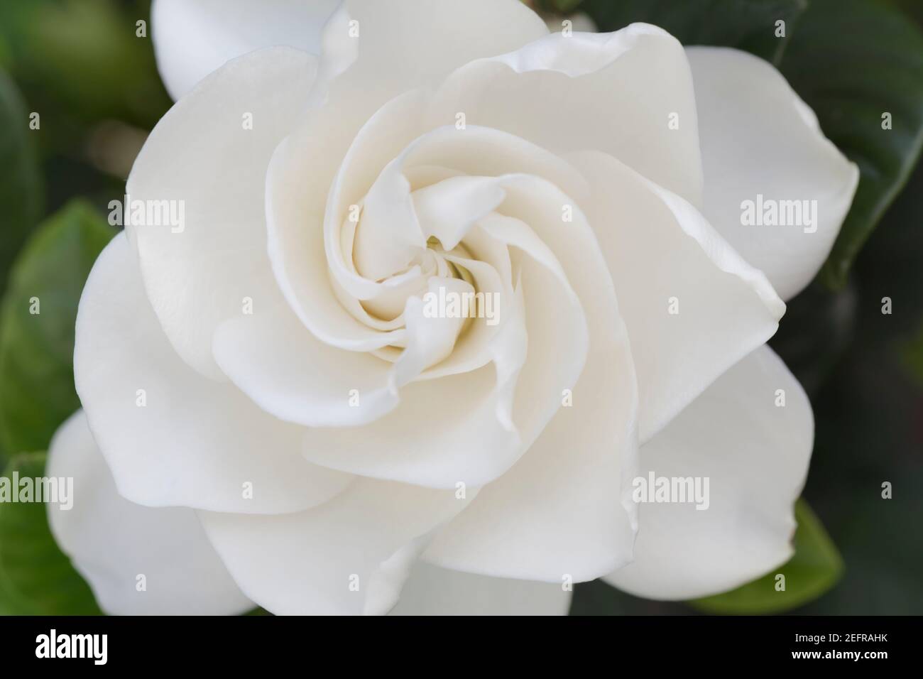 Gardenia Jasminoides, closeup of white flower on a plant Stock Photo