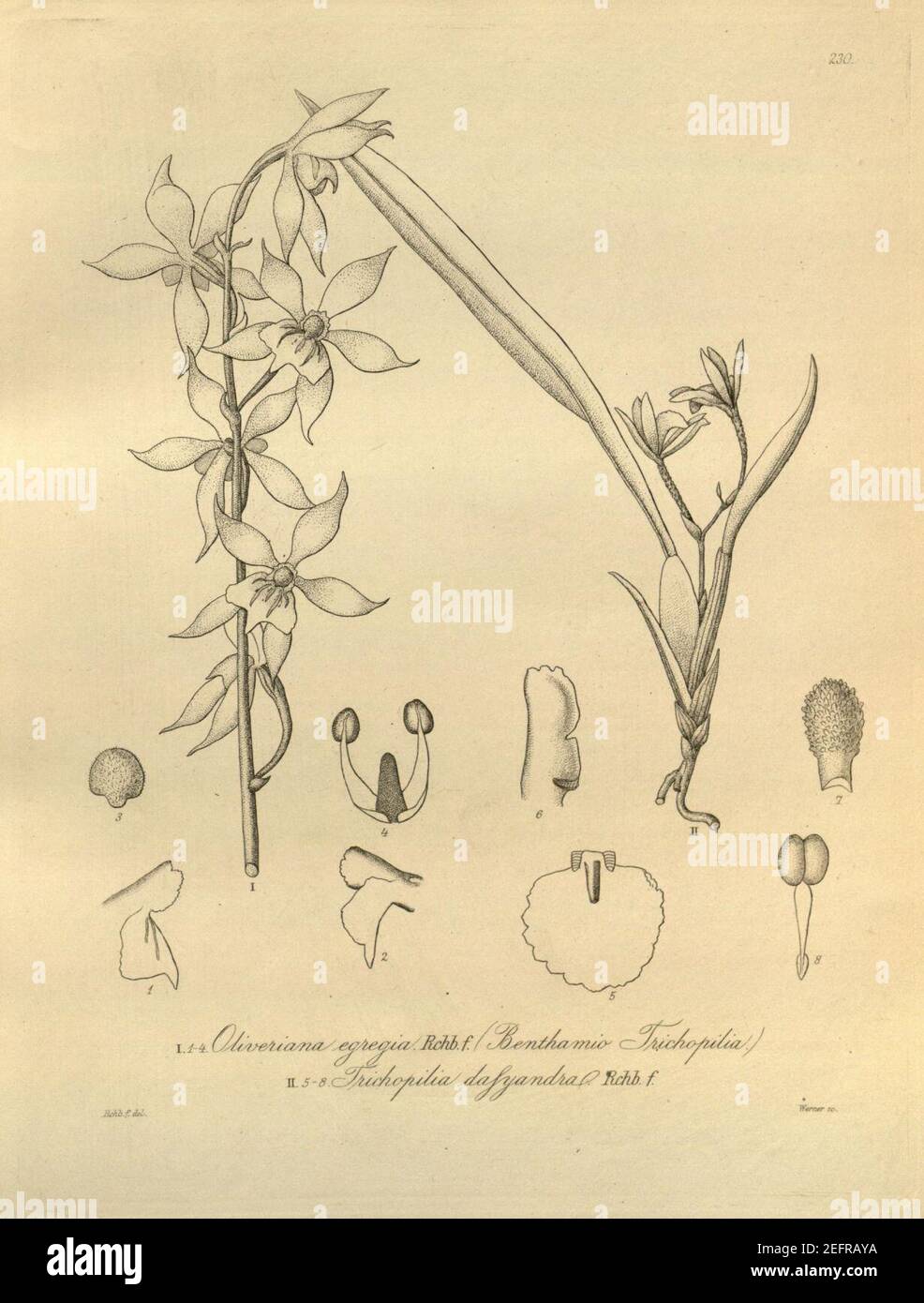 Oliveriana egregia - Cischweinfia dasyandra (as Trichopilia dasyandra)- Xenia 3 pl 230. Stock Photo