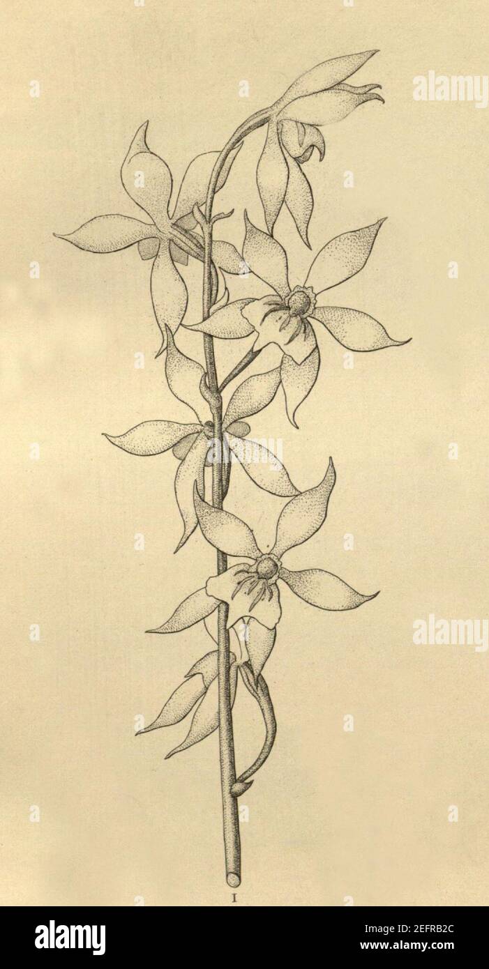 Oliveriana egregia - Cischweinfia dasyandra (as Trichopilia dasyandra)- Xenia 3 pl 230 - cropped. Stock Photo