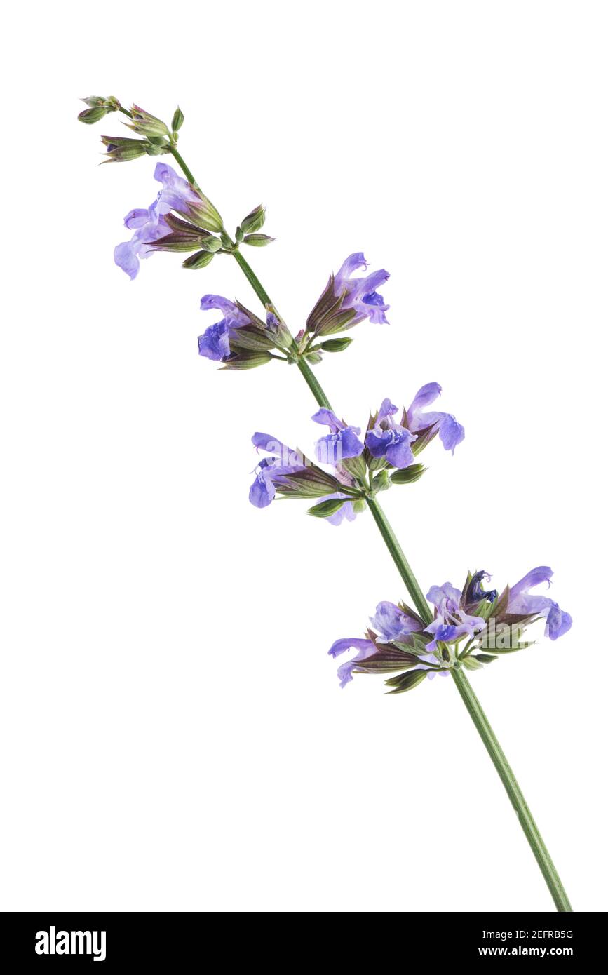 Sage, blossoming plant, artistic closeup of purple flowers. Salvia officinalis, medicinal herb, side view isolated on white studio background. Stock Photo