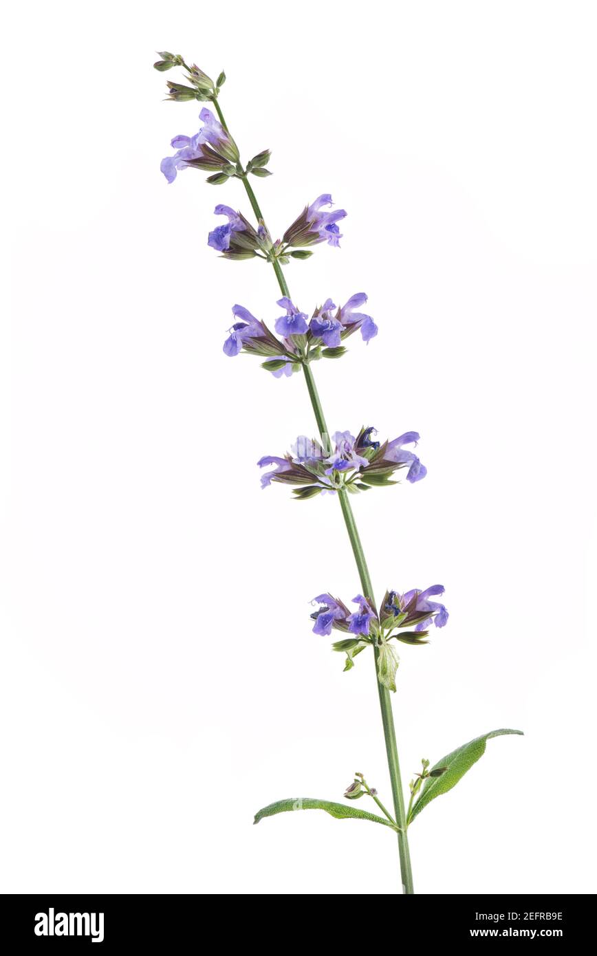 Artistic closeup of Sage, flowering plant with purple blossoms, Salvia officinalis, medicinal herb, side view isolated on white studio background. Stock Photo