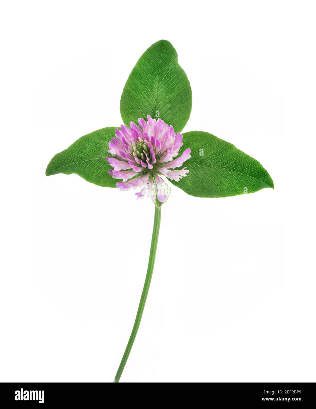 Red clover, Trifolium pratense. Artistic closeup of a purple flower with three green leaves. Herbaceous, blossoming plant. Medicinal herb, front view Stock Photo