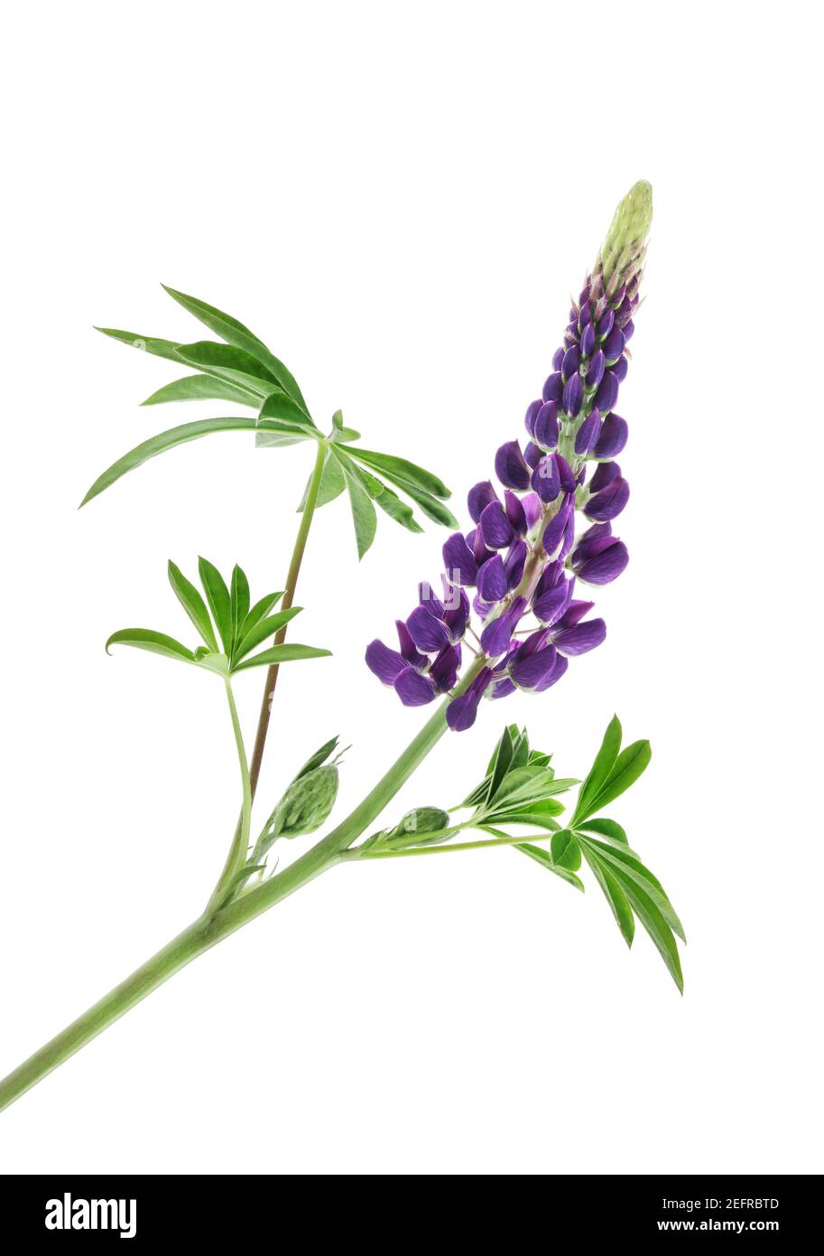 Lupine, Lupinus polyphyllus, artistic closeup of a purple flower with leaves, Gallery Series Blue variety, also known as Bluebonnet, flowering plant. Stock Photo