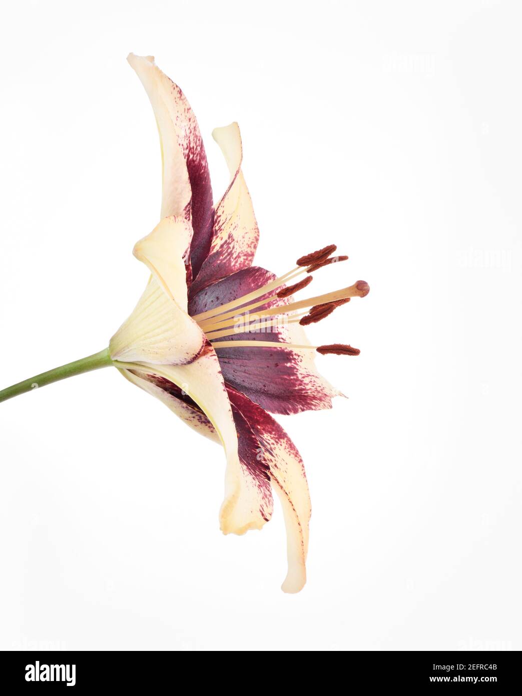 Artistic close-up of Asiatic lily, yellow, purple, red flower, side view isolated on white studio background. Stock Photo