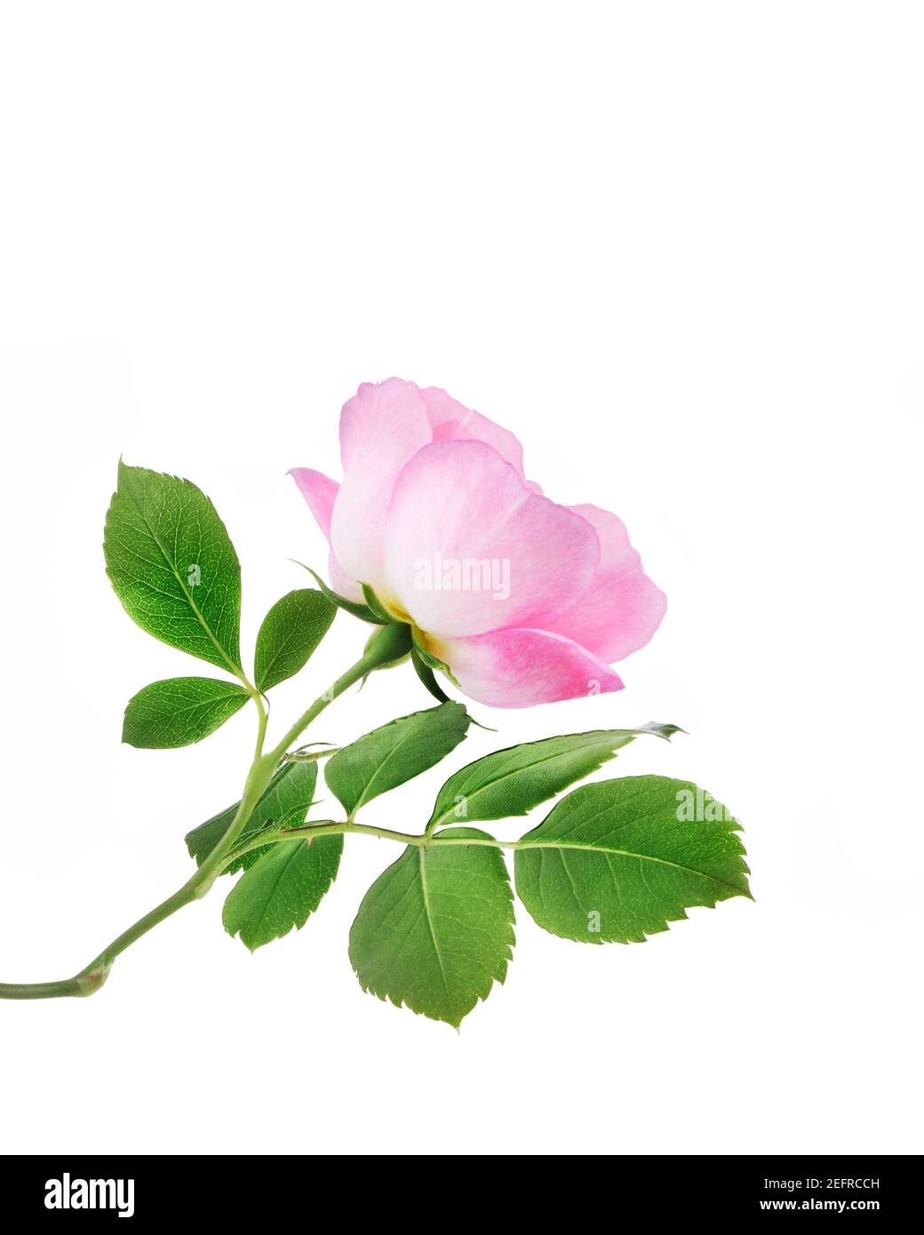 Pink Damask Rose, delicate garden flower with open petals on a branch with green leaves. Side view, artistic closeup, isolated on white studio backgro Stock Photo