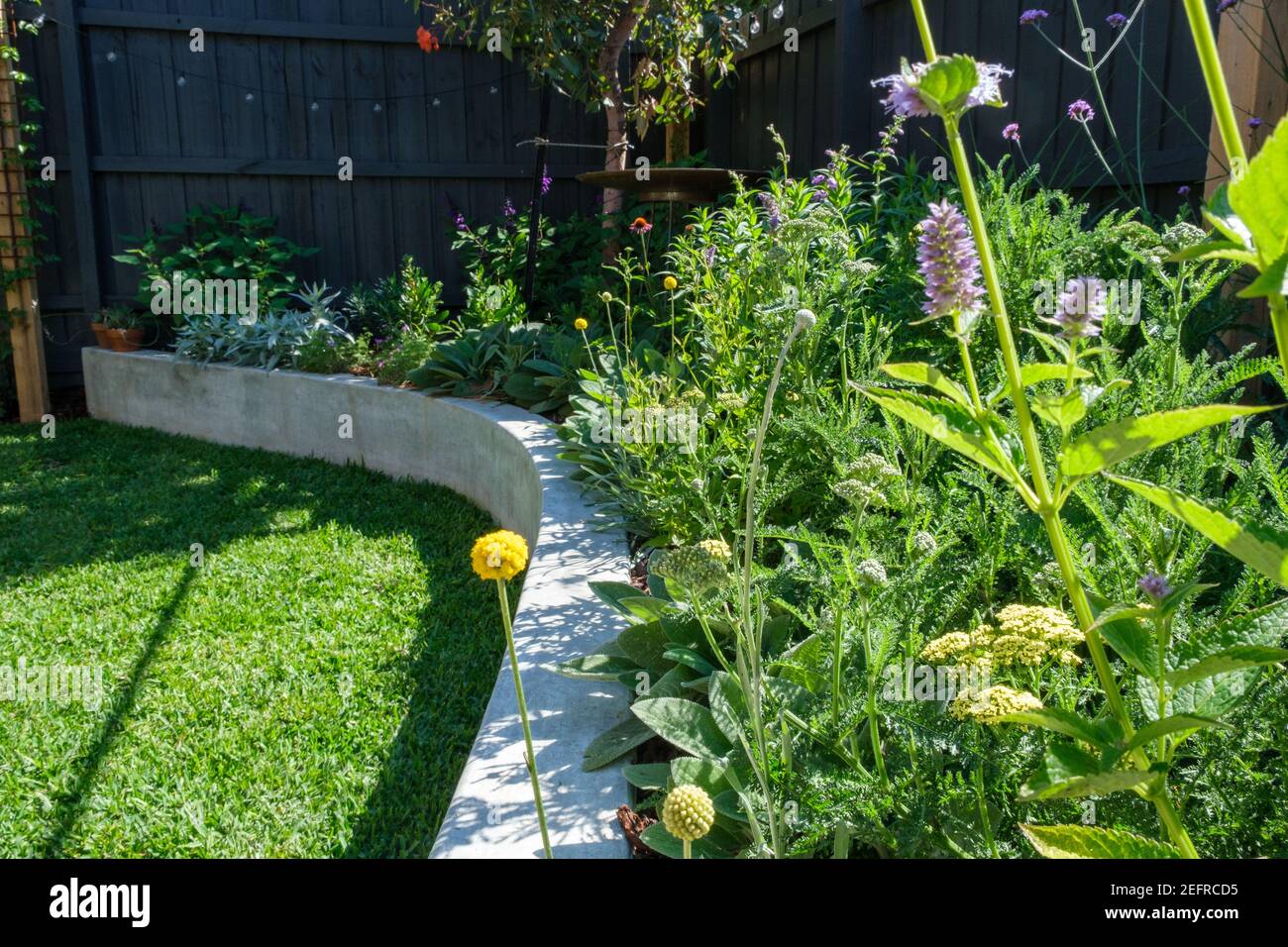 A contemporary backyard garden in Melbourne, Australia Stock Photo