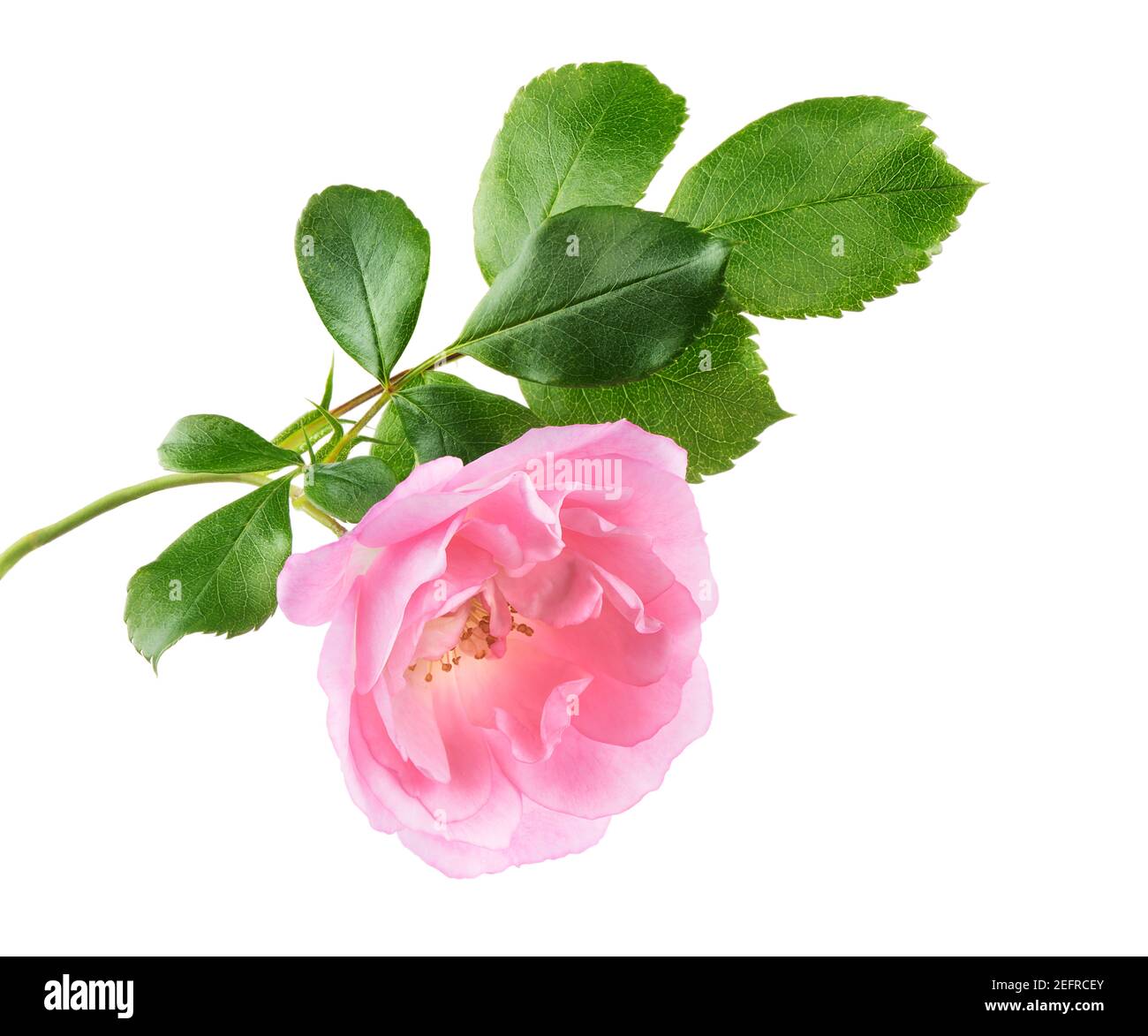 Pink Damask Rose delicate flower with open petals on a branch with green leaves. Garden rose artistic closeup, isolated on white studio background. Stock Photo
