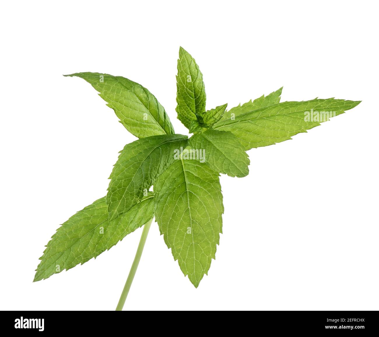 Peppermint plant green leaves closeup. Mint and spearmint relative. Isolated on white studio background. Stock Photo