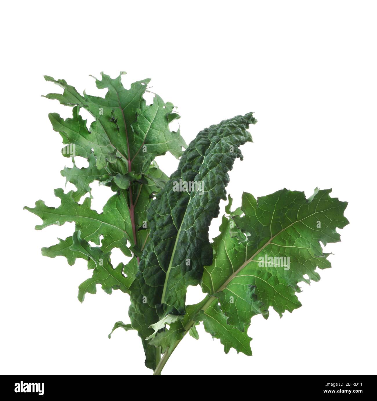 Closeup of Kale, green edible plant leaves. Organically grown Red Russian kale and Dinosaur or Lacinato kale, Cavolo nero, Tuscan or Italian kale. Thr Stock Photo