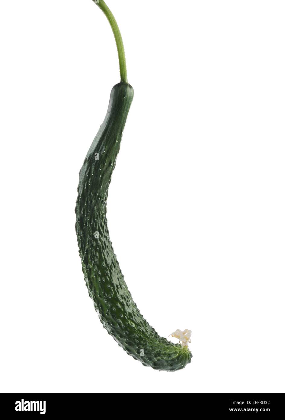 Organically grown Japanese long cucumber, closeup of a fruit, Cucumis sativus, isolated on white studio background. Stock Photo