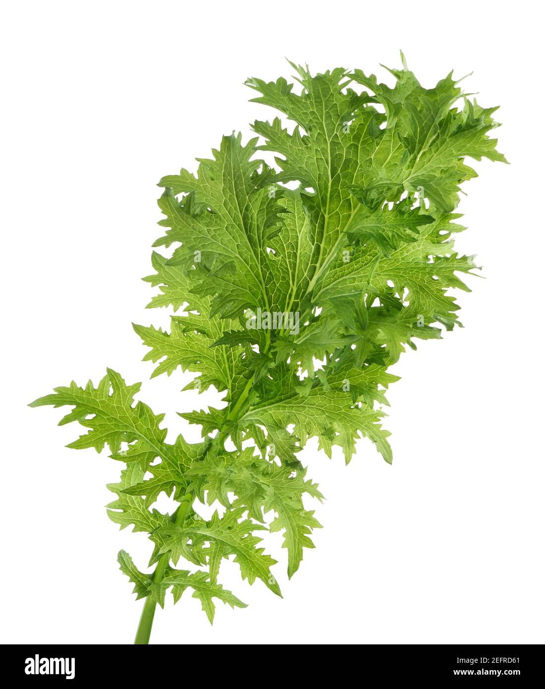 Green Mizuna leaf, organically grown Japanese Wasabi mustard variety, bitter pungent edible leafy green. Closeup isolated on white studio background. Stock Photo