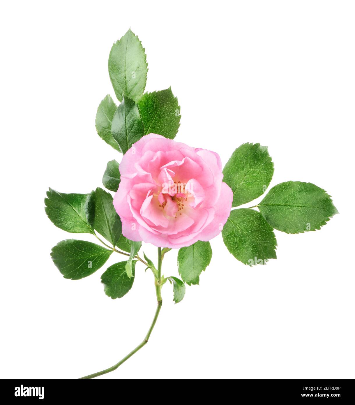 Pink Damask Rose, delicate flower with open petals on a branch with green leaves. Front view. Garden rose artistic closeup, isolated on white studio b Stock Photo
