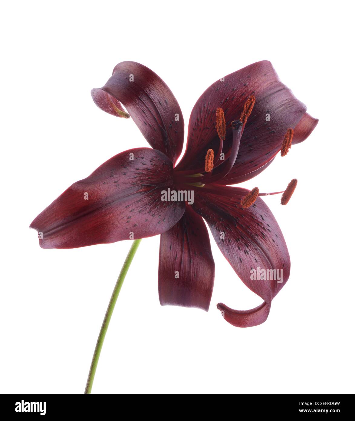 Artistic close-up of a dark burgundy Asiatic Lily flower, Midnight Mystery, isolated on white studio background. Dark red, maroon color. Stock Photo