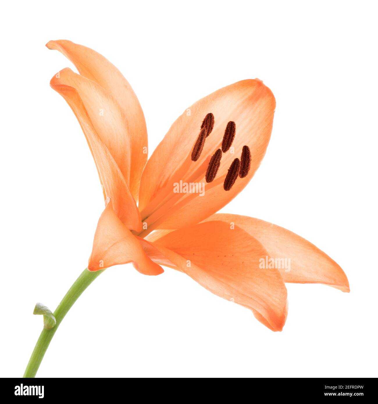 Artistic close-up of an orange Asiatic lily flower, isolated on white studio background. Stock Photo