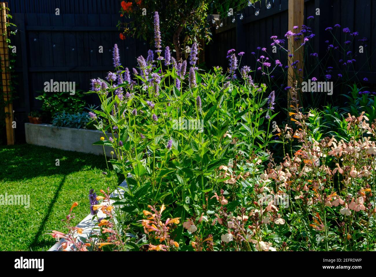 A contemporary backyard garden in Melbourne, Australia Stock Photo
