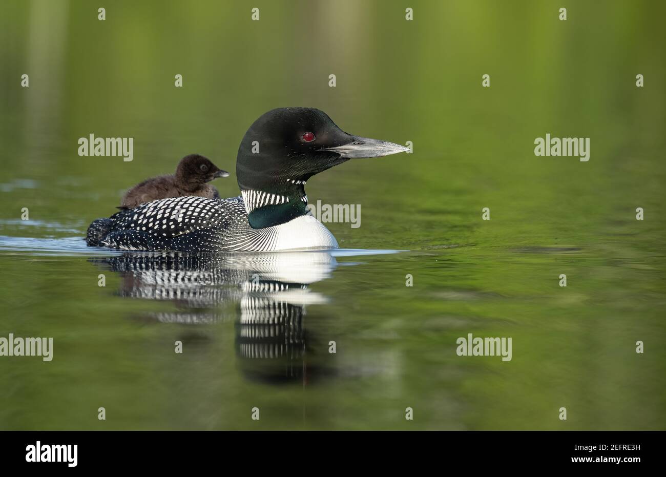 A common loon in New England Stock Photo - Alamy