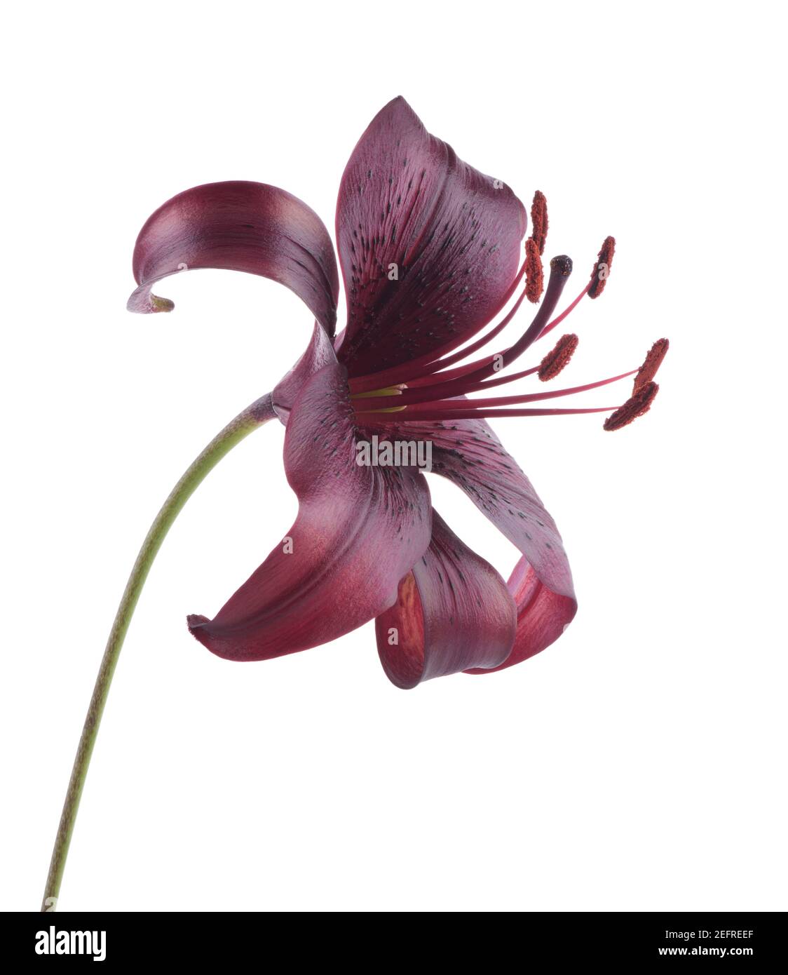 Asiatic Lily Midnight Mystery, maroon, dark red flower side view. Artistic close-up isolated on white studio background. Stock Photo
