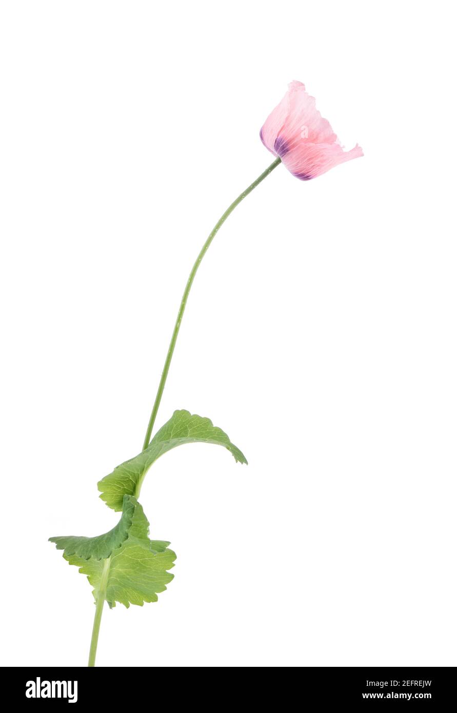 Pink Peony Poppy flower on a stem with green leaves. Papaver somniferum, Peoniflorum. Pink Paeony, Opium Poppy with light pink, translucent petals. Si Stock Photo