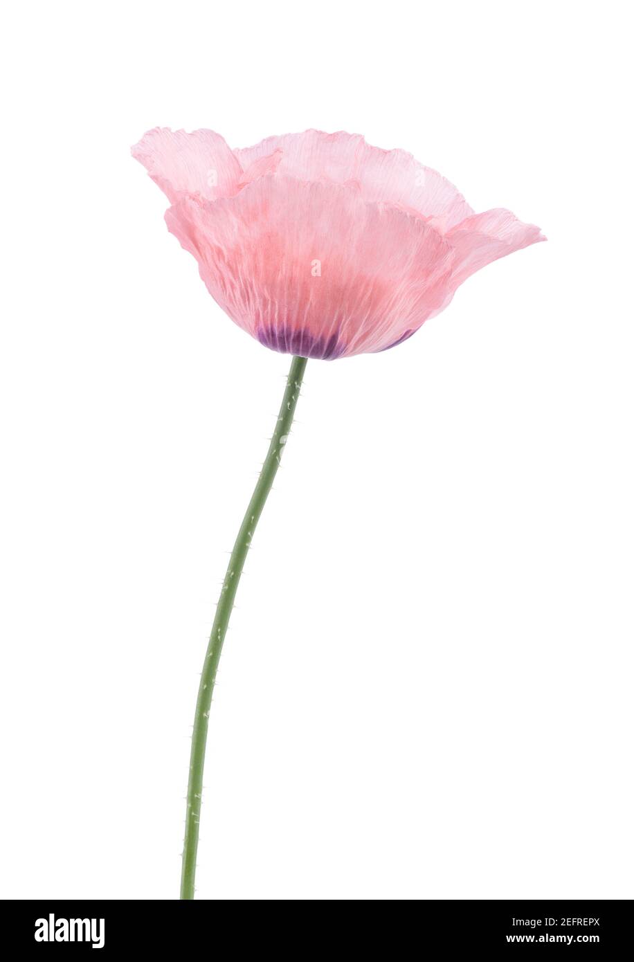 Pink Peony Poppy, closeup of a flower with translucent light pink petals on a stem. Papaver somniferum, Peoniflorum. Pink Paeony, Opium Poppy. Side vi Stock Photo