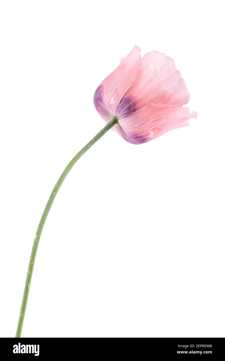 Pink Peony Poppy, closeup of a flower on a stem. Papaver somniferum, Peoniflorum. Pink Paeony, Opium Poppy with light pink, translucent petals. Side v Stock Photo