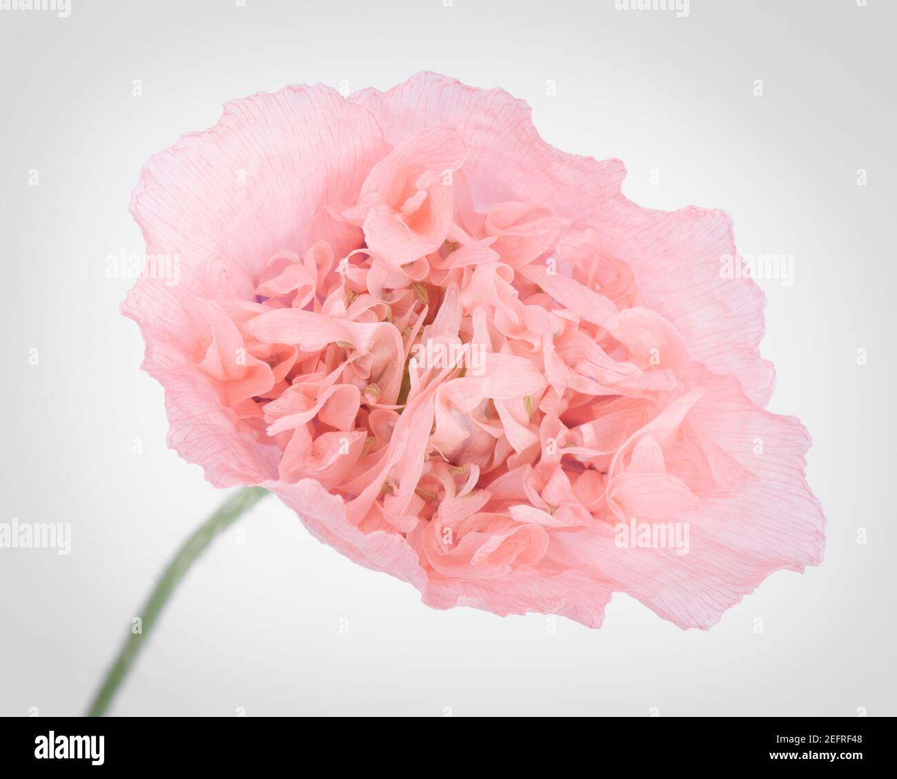 Pink Peony Poppy, artistic closeup of a flower with light pink petals, front view on white studio background. Papaver somniferum, Peoniflorum. Pink Pa Stock Photo