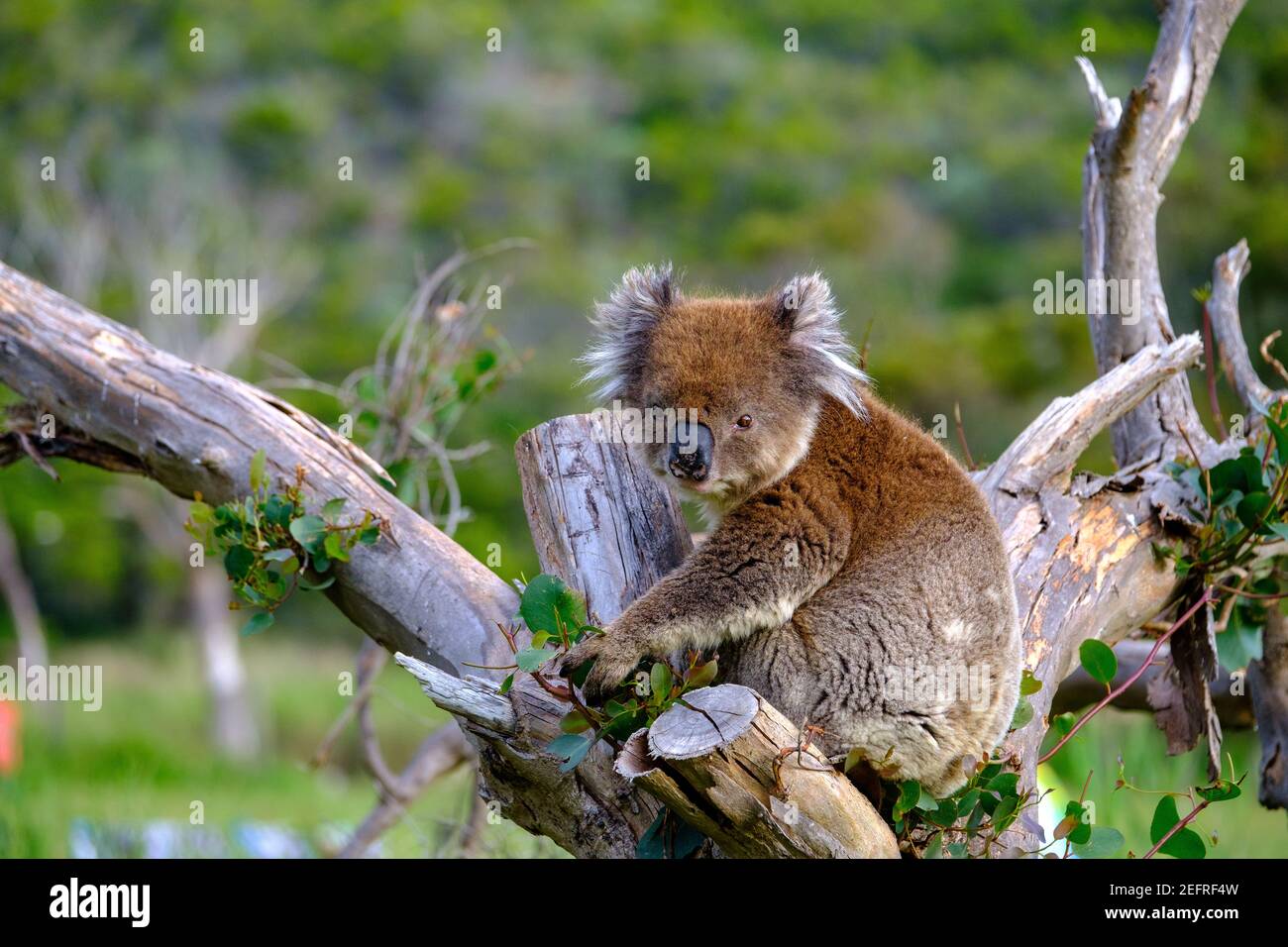 A Koala sitting in in a eucalyptus tree at Aire River West camp ground Stock Photo