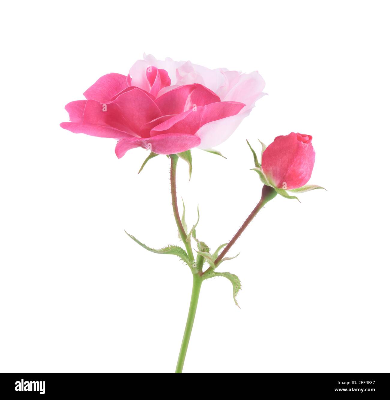 Half pink half white Damask Rose flower and a little bud, spontaneously growing bi-color sport on a green stem. Side view artistic closeup, isolated o Stock Photo