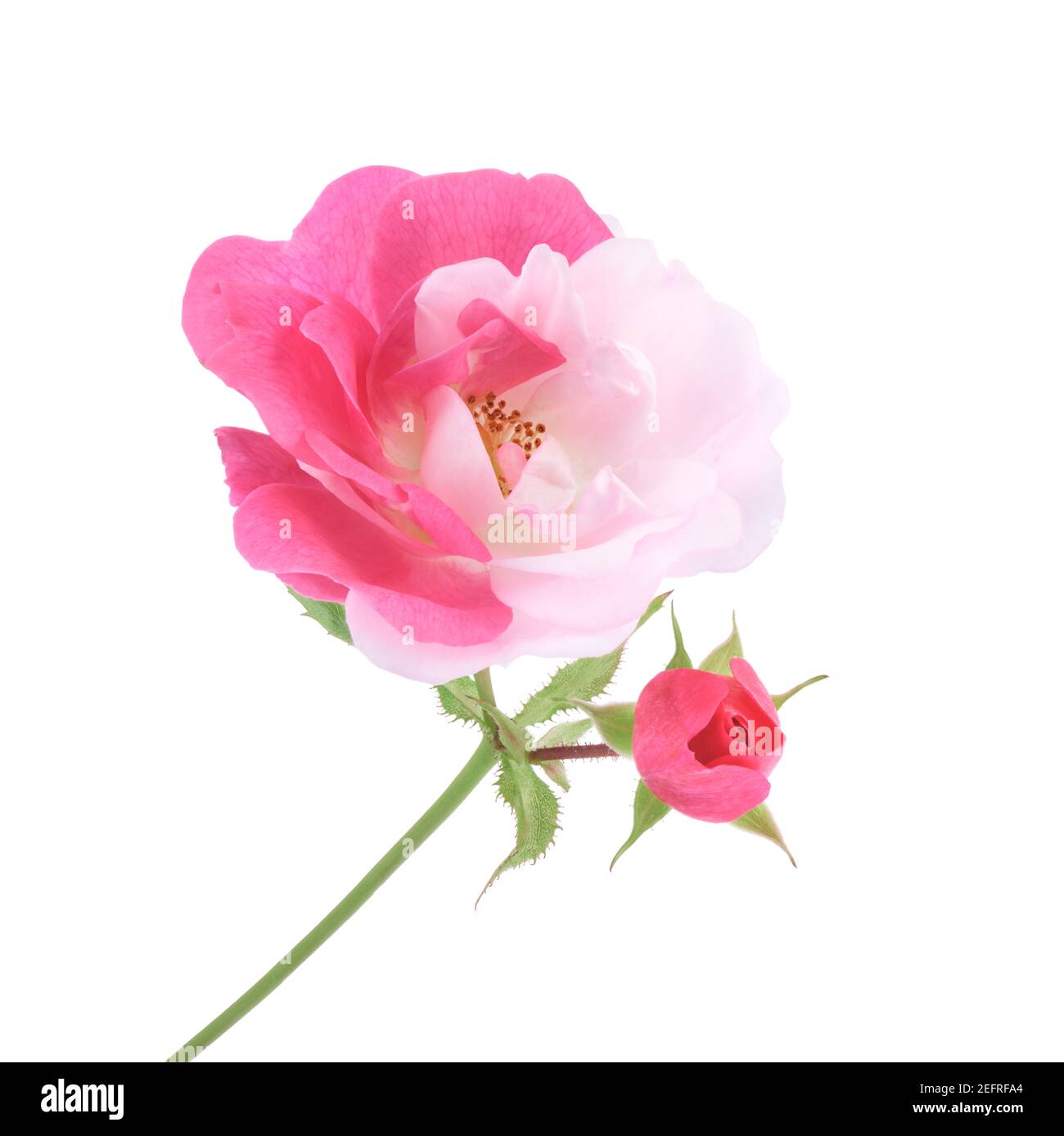 Half-pink half-white, bi-color Damask Rose flower and a pink little bud on a green stem. Artistic close-up of a sporting flower, isolated on white stu Stock Photo