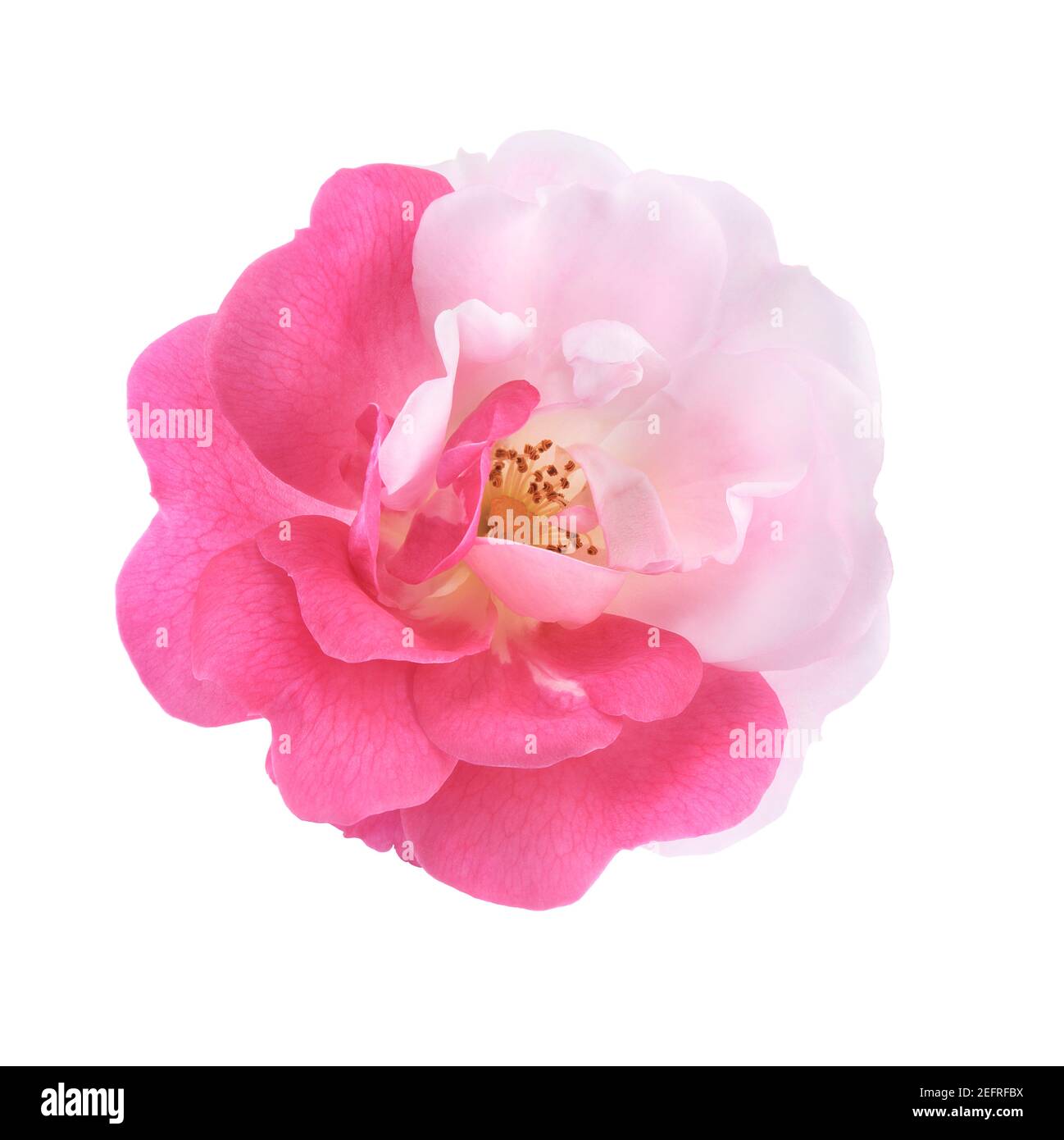 Damask Rose bi-color flower with half pink half white petals, artistic front view closeup of an open sporting flower, isolated on white studio backgro Stock Photo