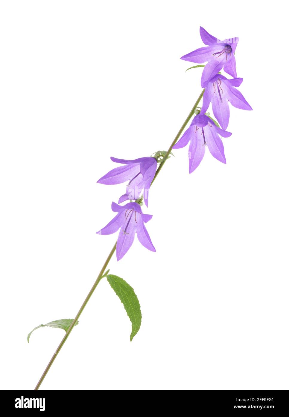 Purple bell shaped flowers on a stem. Creeping bellflower, Campanula rapuncloides, little translucent flowers. Artistic closeup isolated on white stud Stock Photo