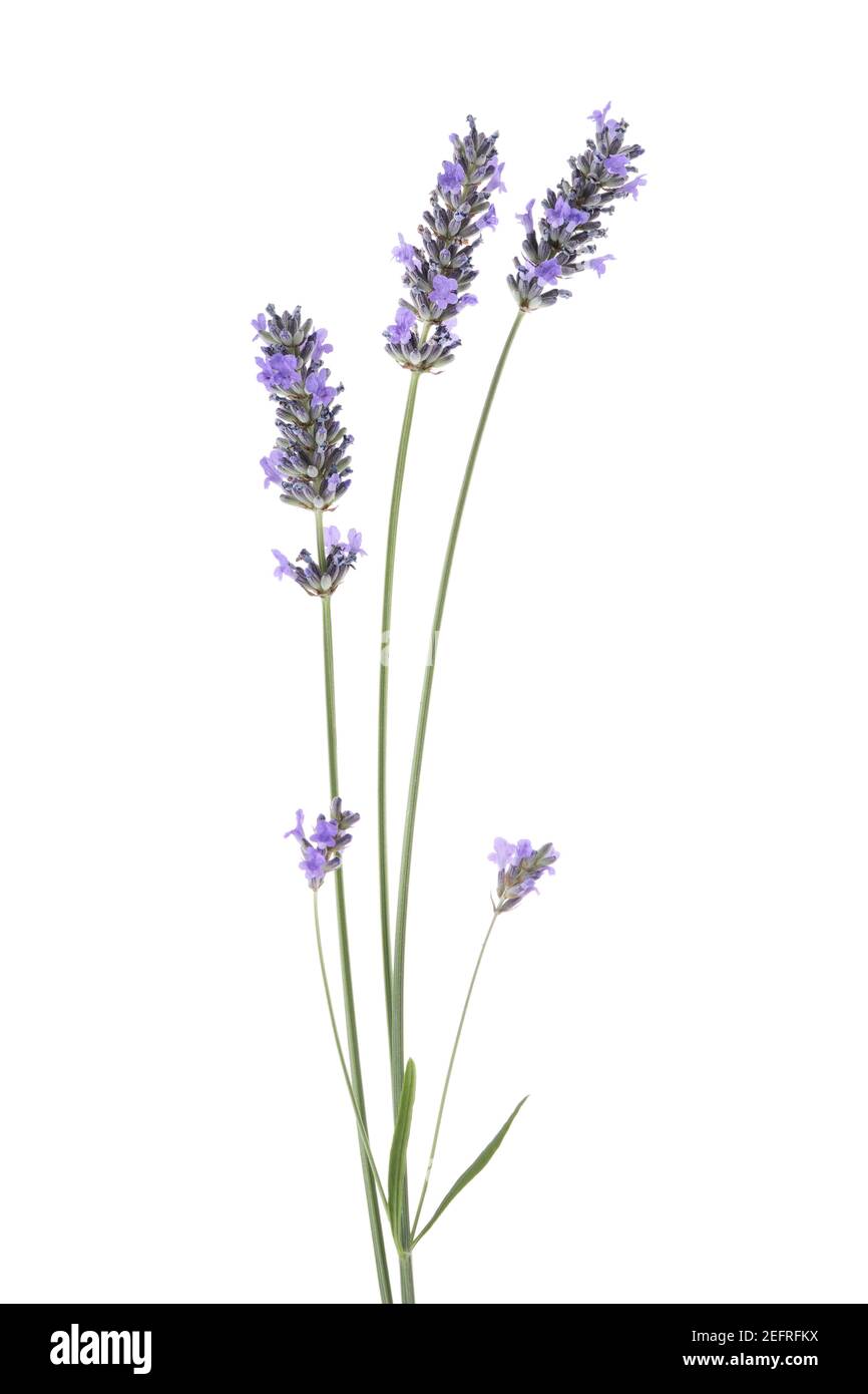 Three lavender stalks with purple flowers, Lavandula angustifolia, English Lavender. Side view isolated on white studio background. Stock Photo
