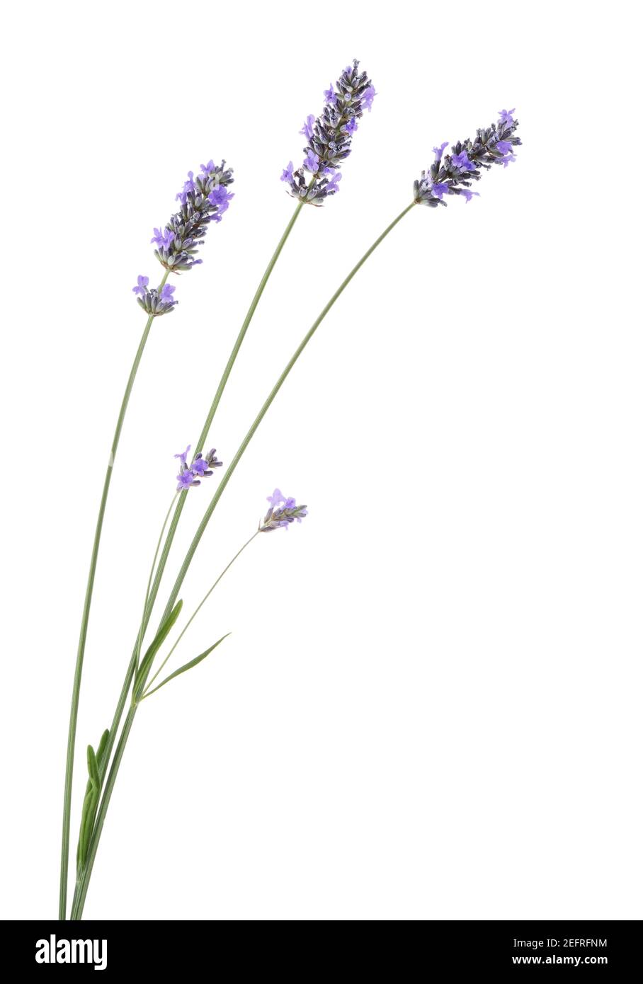 Closeup of purple lavender flowers on stalks, Lavandula angustifolia, English Lavender, common lavender, Grosso. Side view isolated on white studio ba Stock Photo