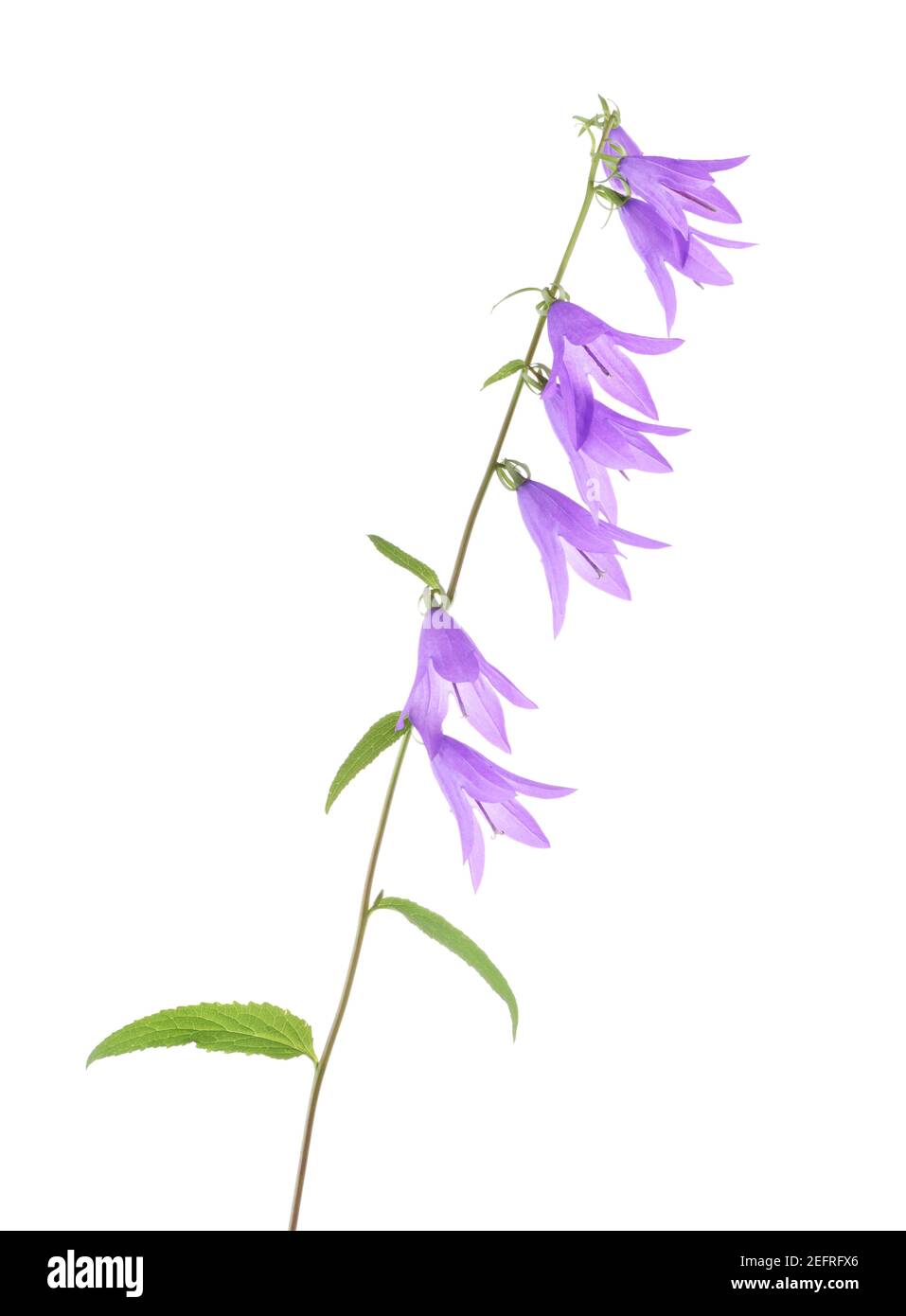 Purple bell flowers on a stem. Campanula rapuncloides, little translucent bell-shaped flowers. Artistic closeup isolated on white studio background. Stock Photo