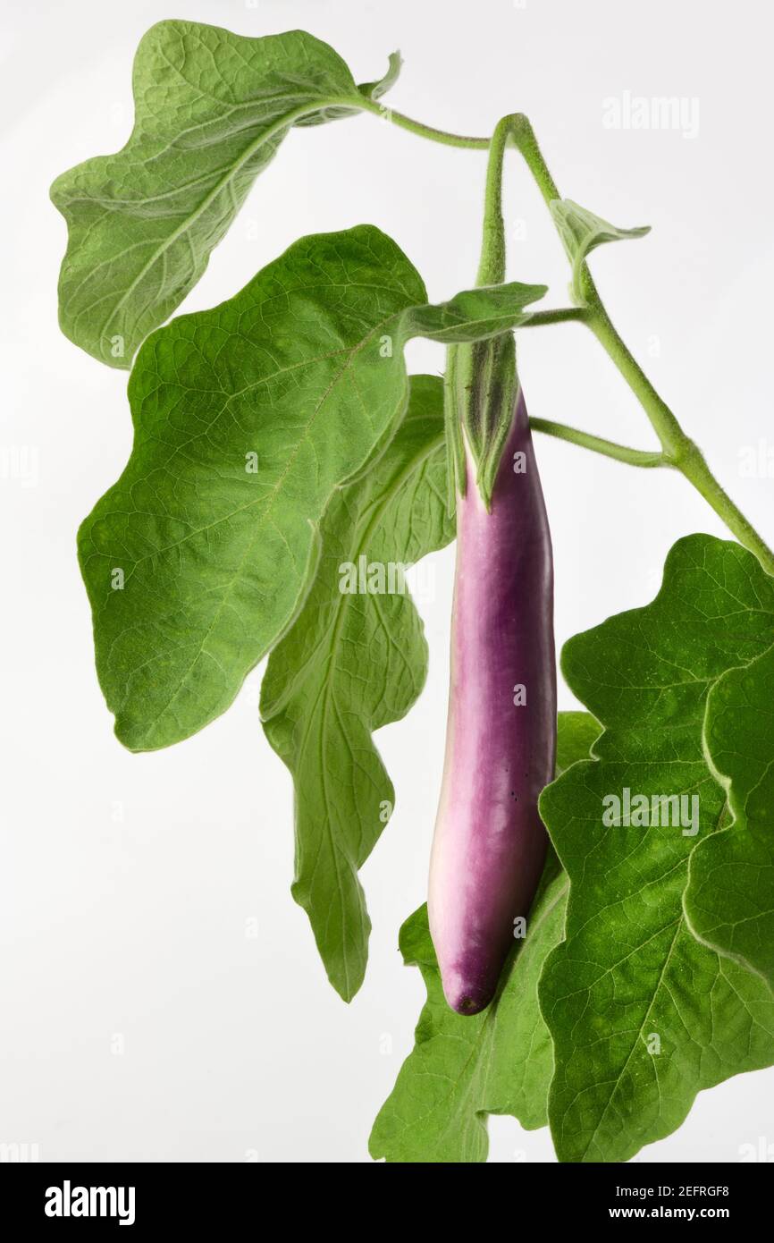 Ripe purple fruit of an asian eggplant, Ping Tung Long, on a plant with green leaves isolated on white studio background. Organic, naturally grown, he Stock Photo