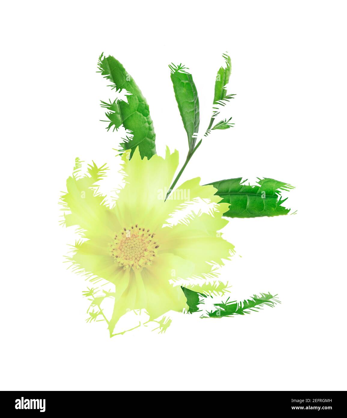 Abstract floral composition of yellow Cosmos flower and green plant leaves isolated on white background. Artistic nature double exposure image. Stock Photo