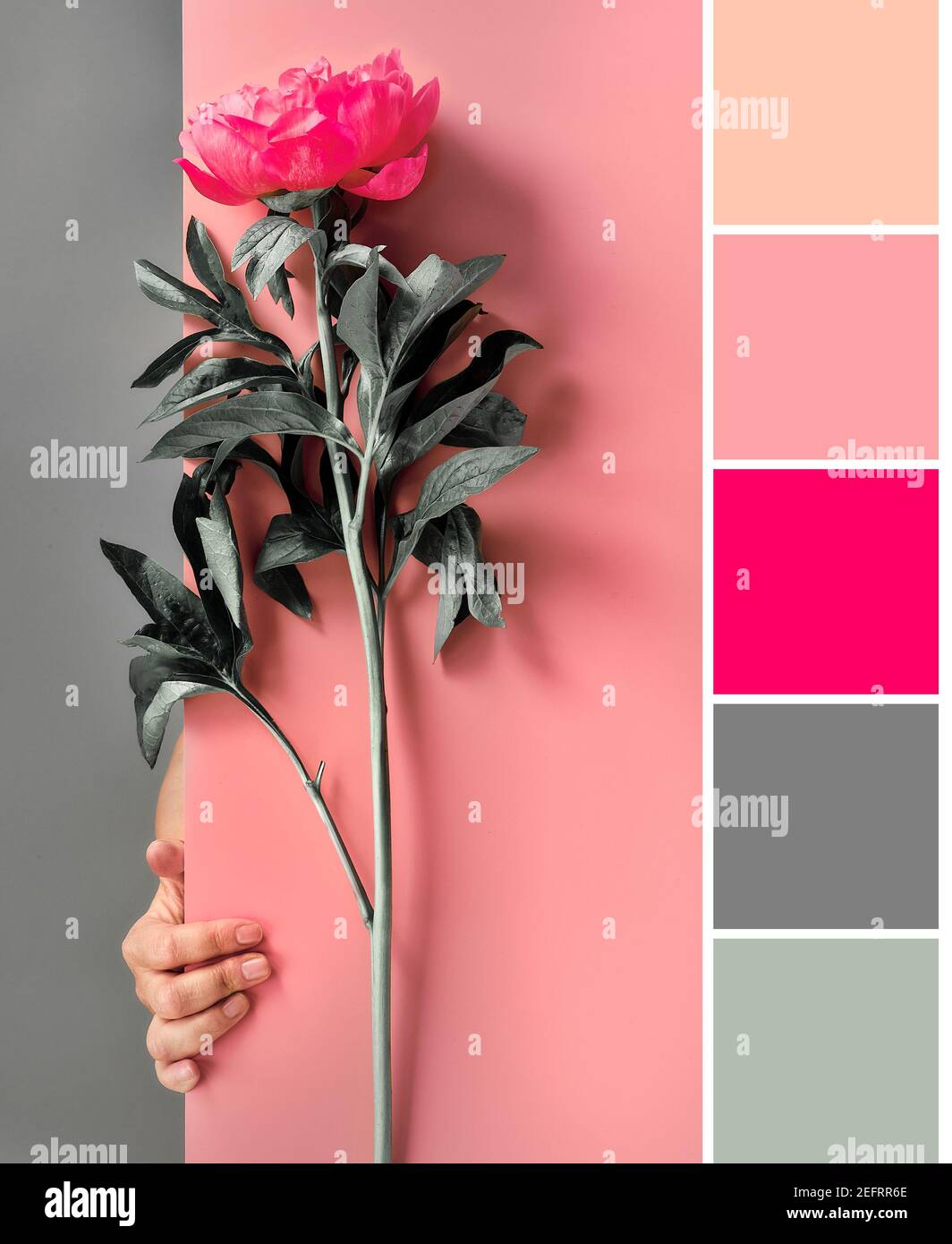 Color matching palette from image of pink peony flower from behind paper board. Trendy casual greeting background in split two tone pink and red. Stock Photo