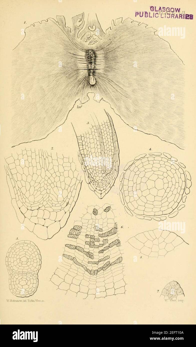 On the germination, development, and fructification of the higher ...