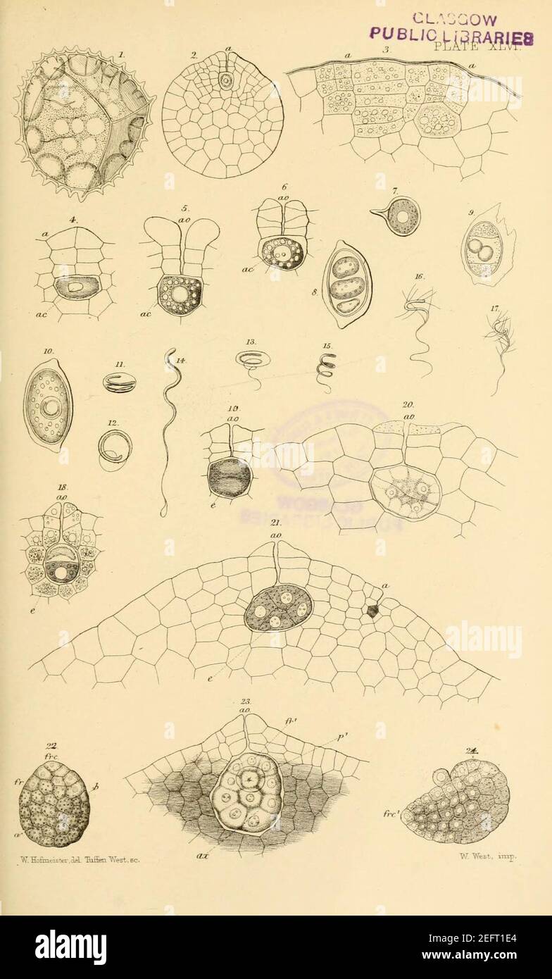 On the germination, development, and fructification of the higher ...