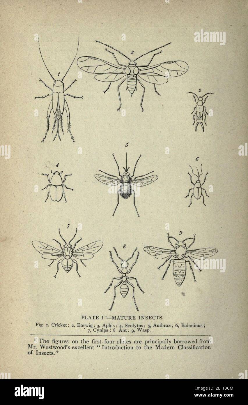 On the origin and metamorphoses of insects (Page 8 Stock Photo - Alamy