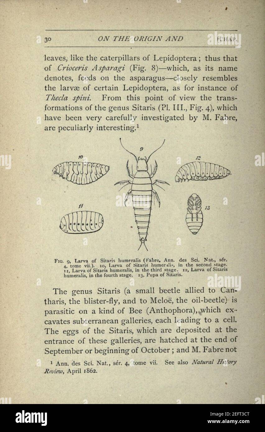 On the origin and metamorphoses of insects (Page 30 Stock Photo - Alamy