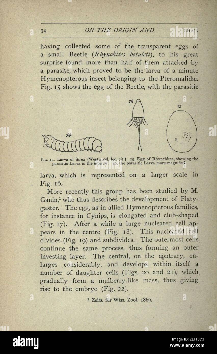 On the origin and metamorphoses of insects (Page 34 Stock Photo - Alamy
